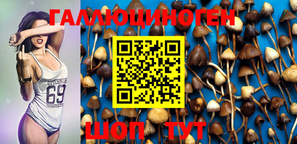 Псилоцибиновые грибы мицелий Дивногорск